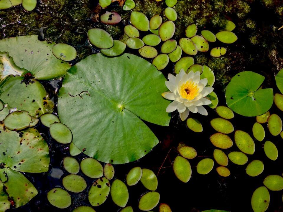Lilly Pads at the Refuge